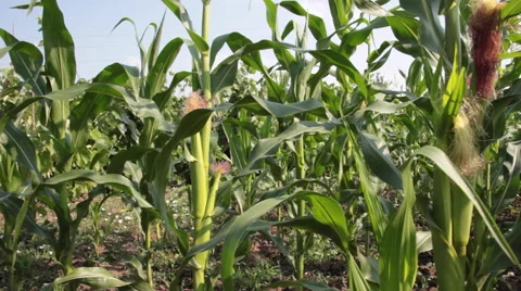 Corn field, mature green plants, maize, sweet corn cob, agriculture Stock Footage 52606955