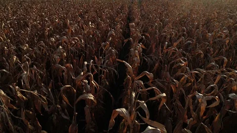 Corn Field mature, reverse flzover, before harvest 4K Stock-Footage 95446816