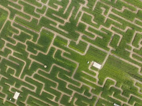 Corn field maze creating complex agricultural puzzle from above 스톡 사진