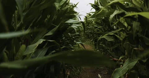 Corn Field Maze in Overcast Weather Stock Footage 307446475