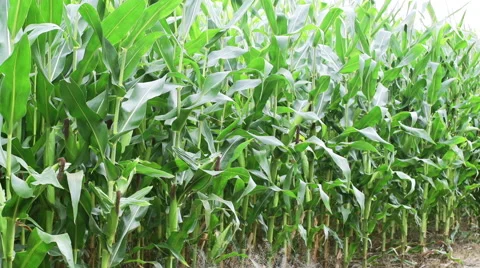 Corn Field MCU Vídeo Stock 41407773