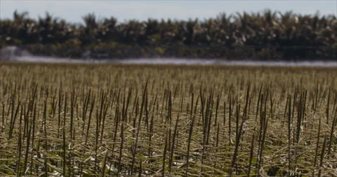 Corn Field medium close panning Stock Footage 249758087