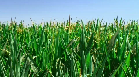 Corn field (medium) Stock Footage 278982