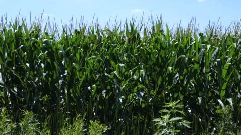 Corn Field (medium shot) 4K 動画素材 137213254