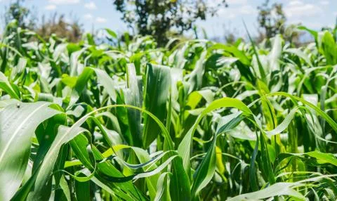 Corn Field - Mexico Foto stock