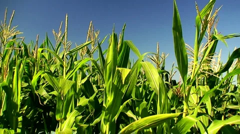Corn field in the mid day sun 2 Stock Footage 940854
