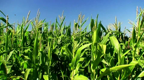 Corn field in the mid day sun 3 Video stock 940900