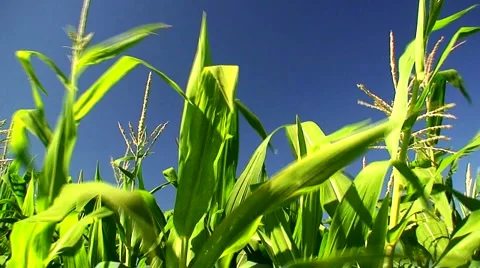 Corn field in the mid day sun 4 Stock Footage 940971