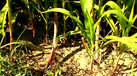 Corn field in the mid day sun 5 Stock Footage 941512