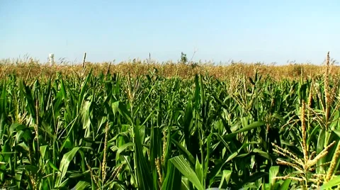 Corn field in the mid day sun 6 Stock Footage 941557