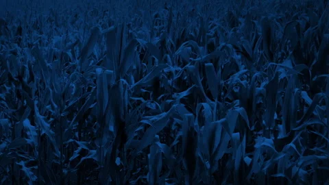 Corn Field In The Moonlight Stock Footage 336634266