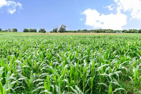 Corn field in morning. Stock Photos