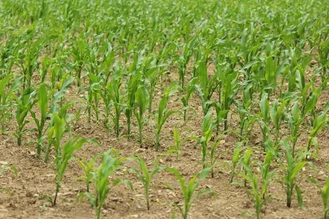 Corn field in the morning Stock Photos
