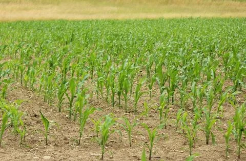 Corn field in the morning Stock Photos