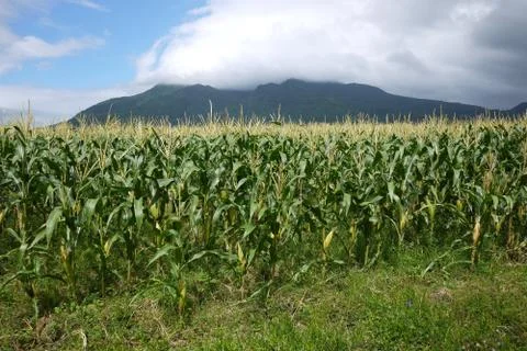 Corn field with mountain background Stock Photos