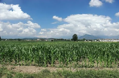 Corn field with mountain background Stock Photos
