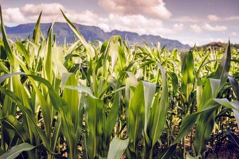 Corn field mountain in the evening. Stock Photos