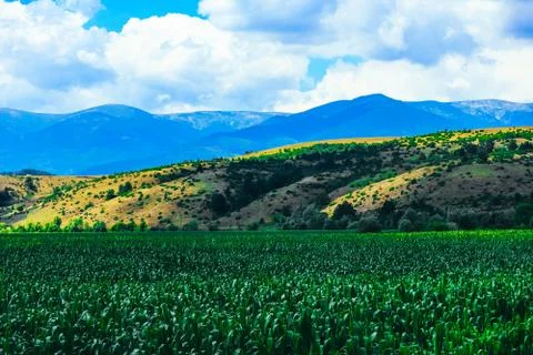 A corn field, mountain landscape on the background. Stock Photos
