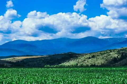 A corn field, mountain landscape on the background. Stock Photos