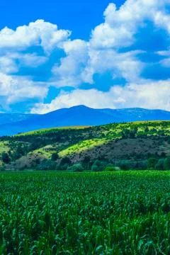 A corn field, mountain landscape on the background. Stock Photos