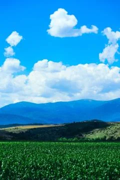 A corn field, mountain landscape on the background. Stock Photos