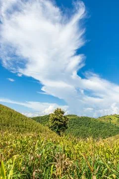 Corn field mountain Stock Photos