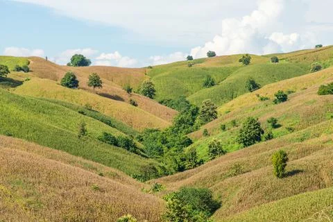 Corn field mountain Stock Photos