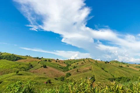 Corn field mountain Stock Photos