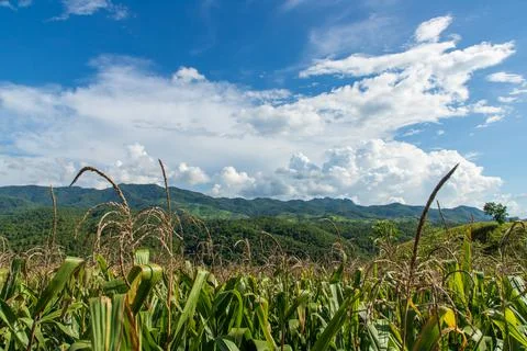 Corn field mountain Stock Photos