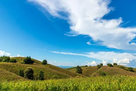 Corn field mountain Stock Photos