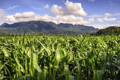 Corn field mountain 写真素材