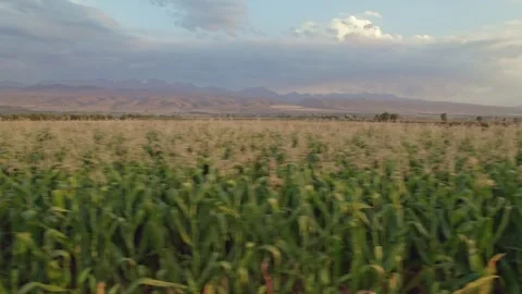 A corn field with a mountain view in the background on a sunny day Stock Footage 319933301
