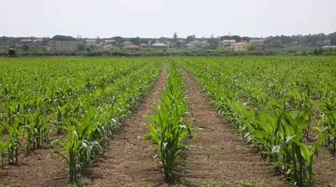 Corn field moved by wind Stock Footage 64636538