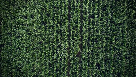 Corn field - movement and top view 스톡 동영상 159588053