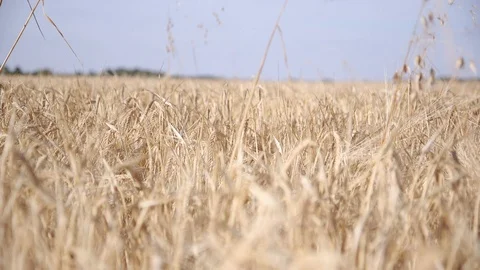 A corn field moves in the breeze on a summers day. Stock Footage 123052934