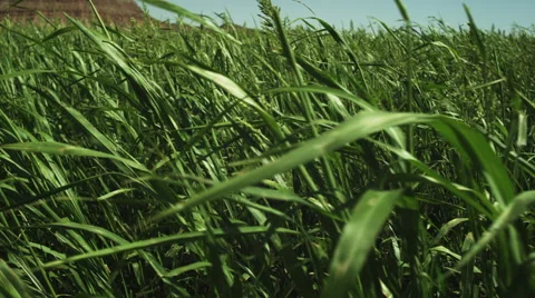Corn Field Moving Stock Footage 62888751