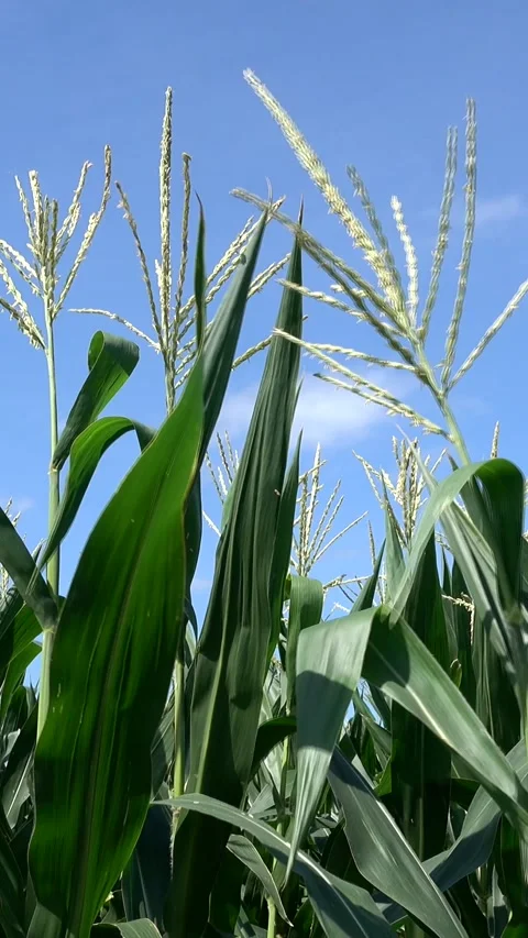Corn field moving with the wind, close up Vídeo Stock 222982237