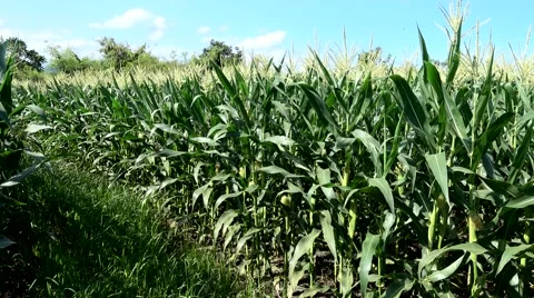 Corn field moving with the wind Stock Footage 67201455