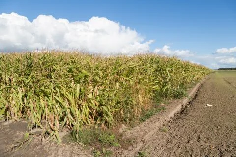 Corn field in the Netherlands Stock Photos
