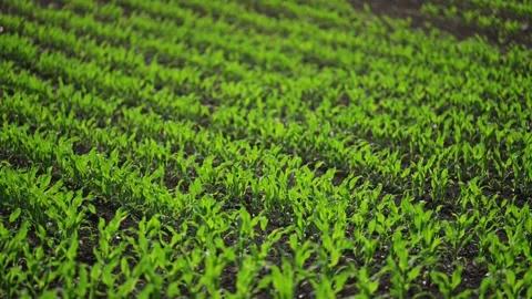 Corn field with new growth, captured in stunning 4K slow motion. Stock Footage 295365550