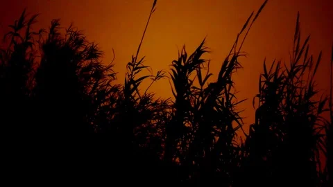 Corn Field at Night Stockbeeldmateriaal 102511912