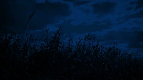 Corn Field At Night In The Wind Stock Footage 136723100