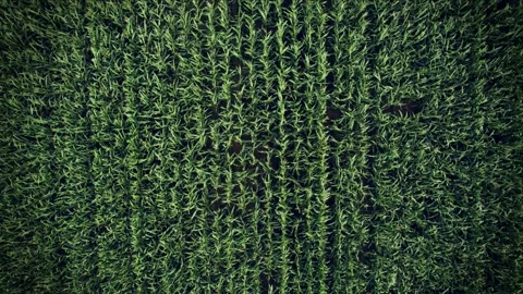 Corn field - no movement and top view 스톡 동영상 159588027