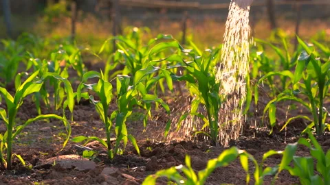 Corn field or maize field and watering or gardening plant in organic farm Video stock 146675459
