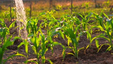 Corn field or maize field and watering or gardening plant in organic farm Stock Footage 146675566