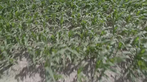 Corn field with orderly green rows stretching to horizon under clear sky Stock Footage 342730328