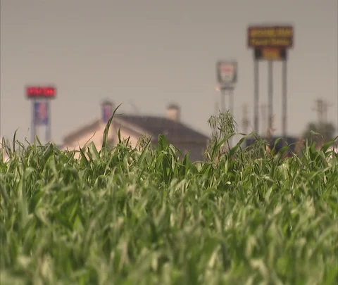 Corn field with out of focus barn and business signs in background. Stock Footage 86690735