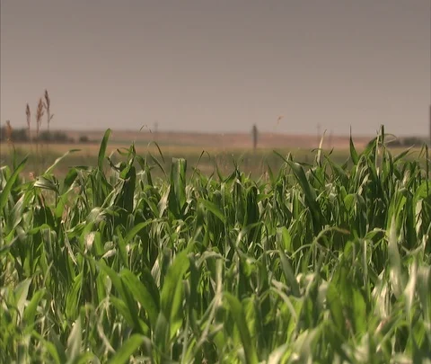 Corn field with out of focus traffic passing in distance. Stock-Footage 86690698