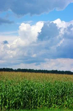 Corn field over cloudy blue sky Stock Photos