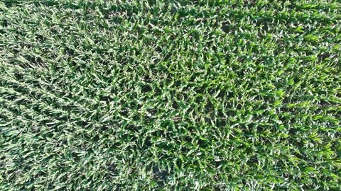 Corn Field Overhead View Pull Away Stock Footage 340201661